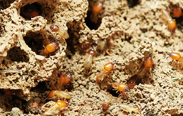 Termites