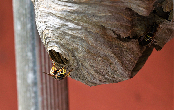 Wasp Nest Outside Home